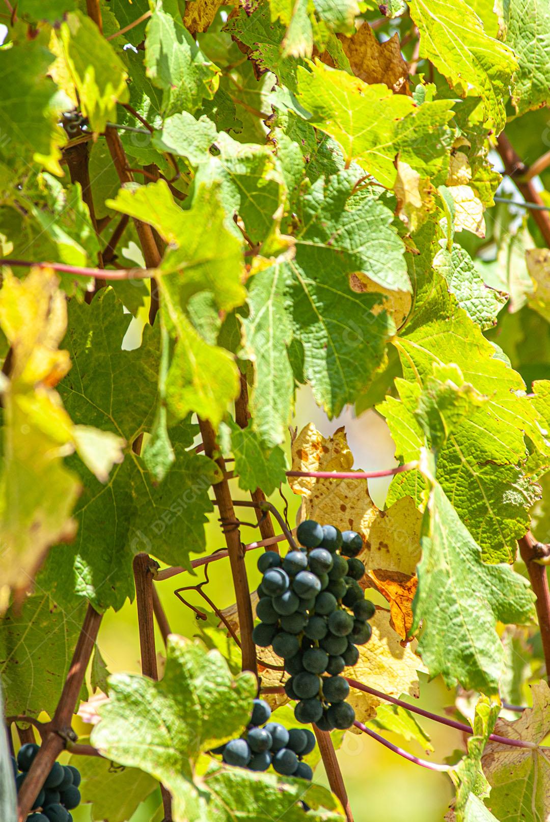 Colhendo Uvas Maduras  Para Vinho Imagem JPG