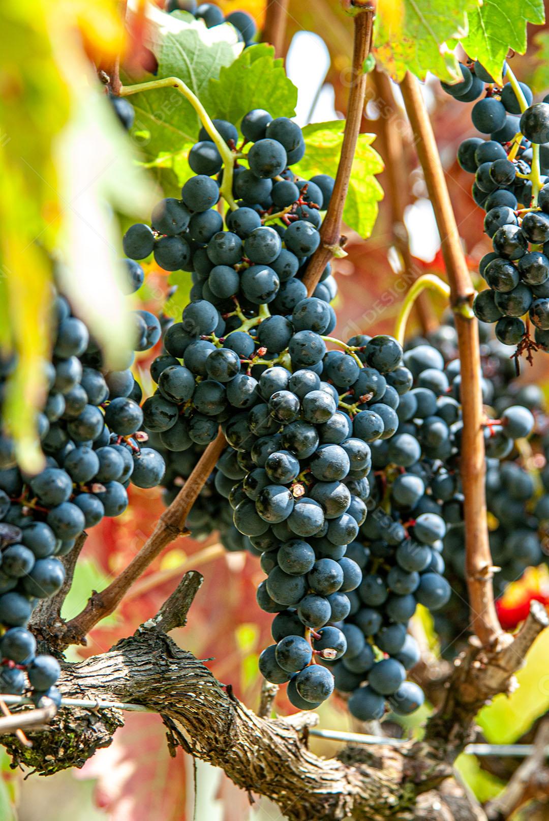 Bunches Of Cabernet Sauvignon Grapes, Ripe Image JPG