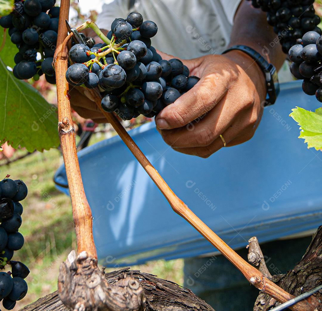 Colhendo Uvas Maduras Com Alicate Imagem JPG