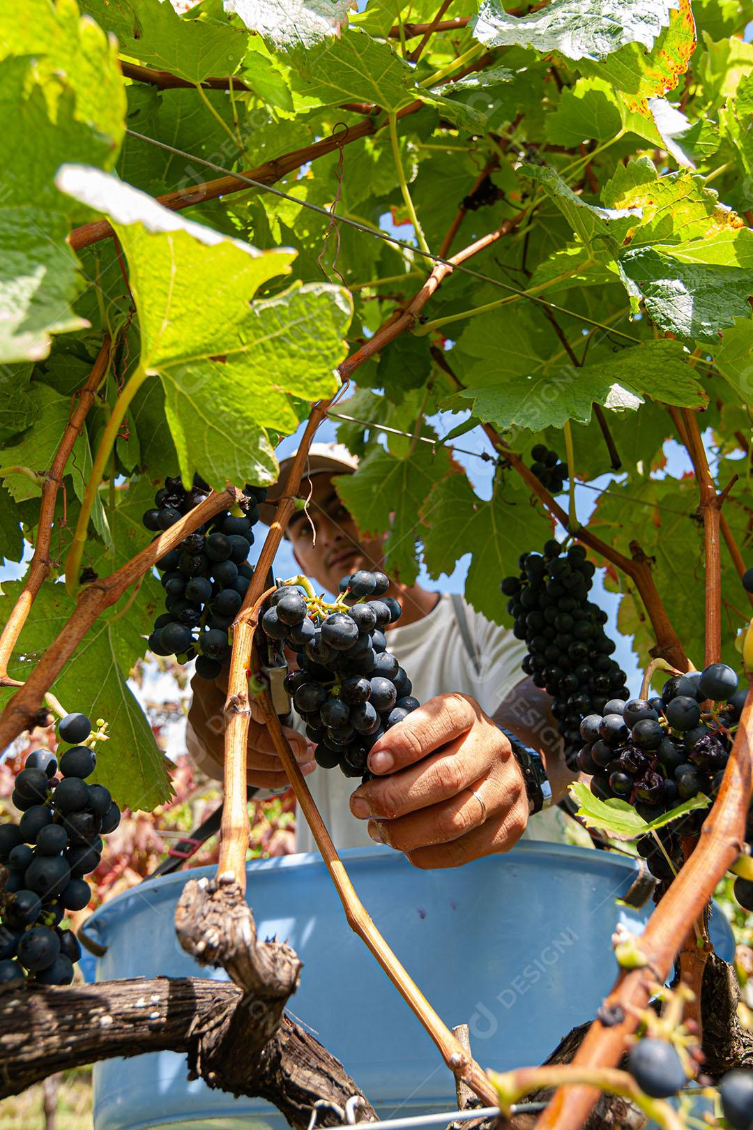 Colhendo Uvas Maduras  Para Vinho Imagem JPG