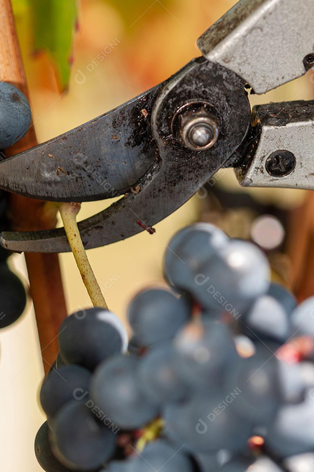 Colhendo Uvas Para Vinho Durante A Colheita Imagem JPG