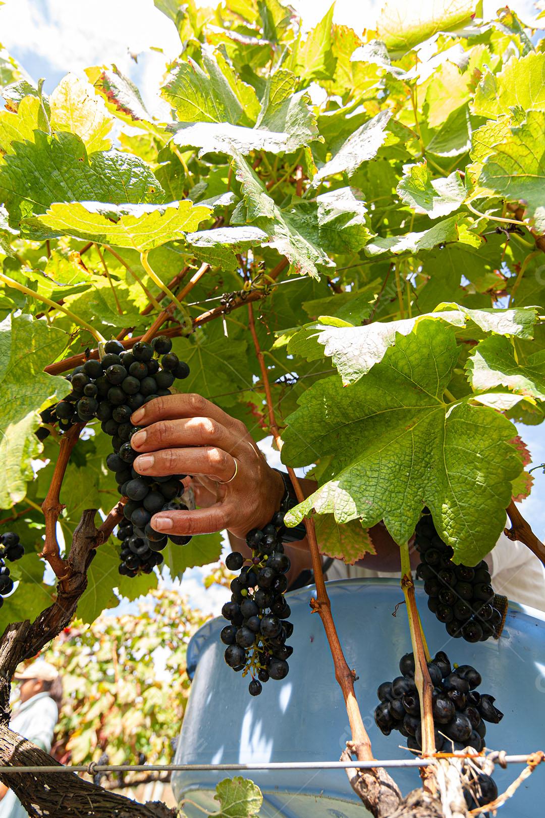 Colhendo Uvas Maduras Com Alicate Imagem JPG