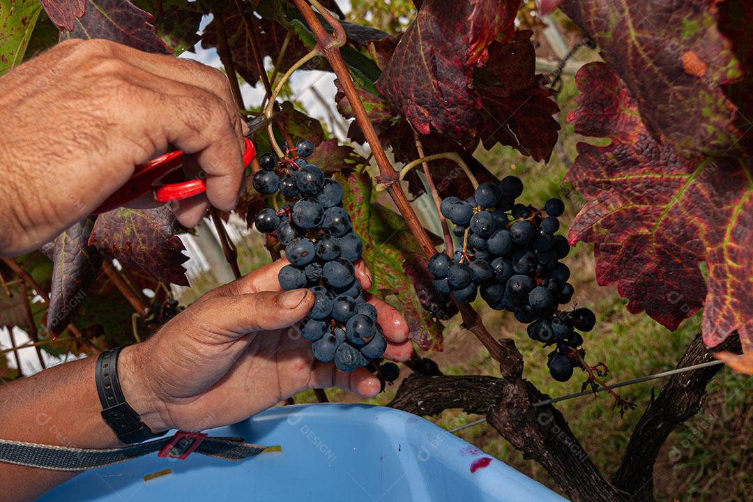 Colhendo Uvas Para Vinho Durante A Colheita Imagem JPG