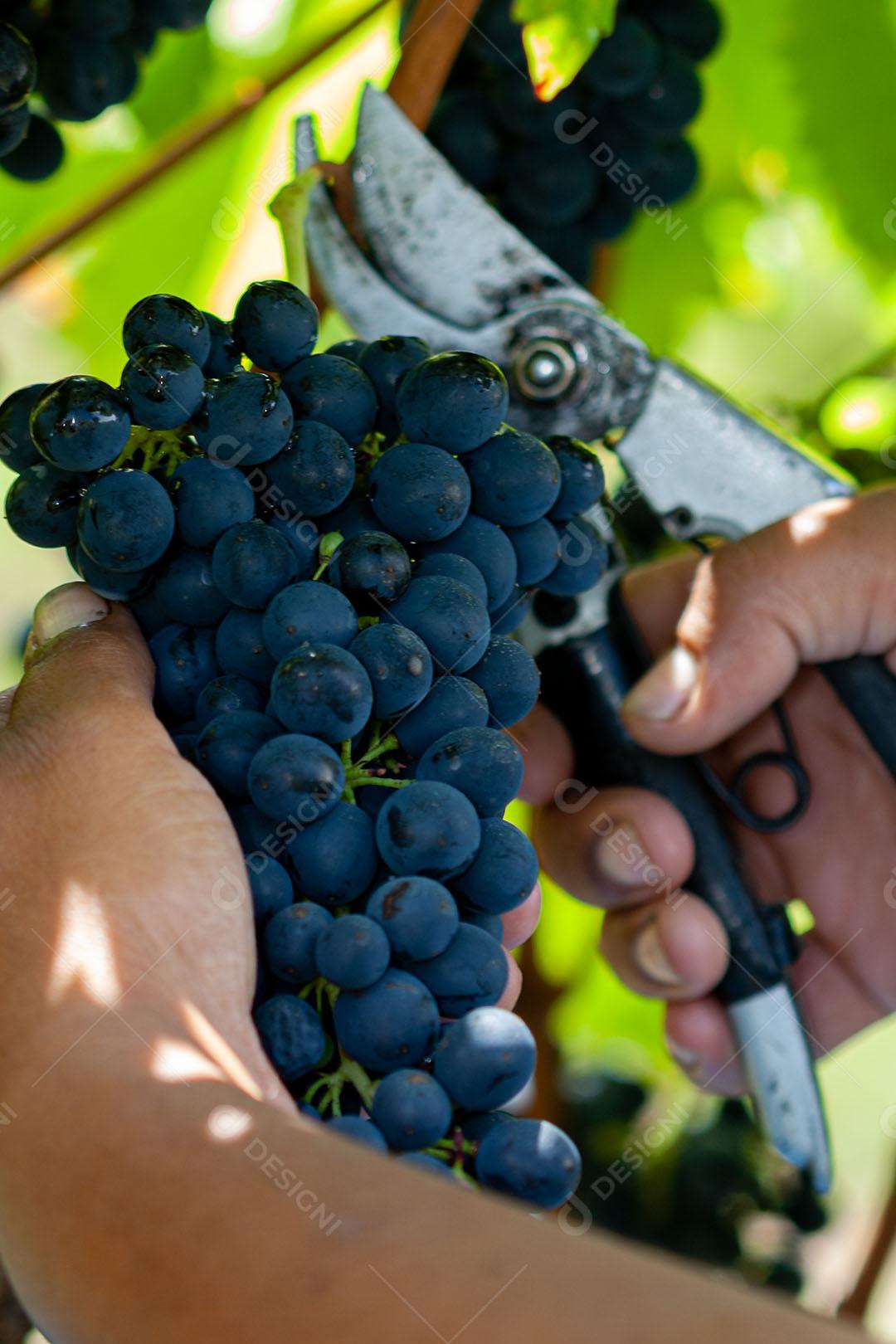 Colhendo Uvas Maduras Com Alicate Imagem JPG