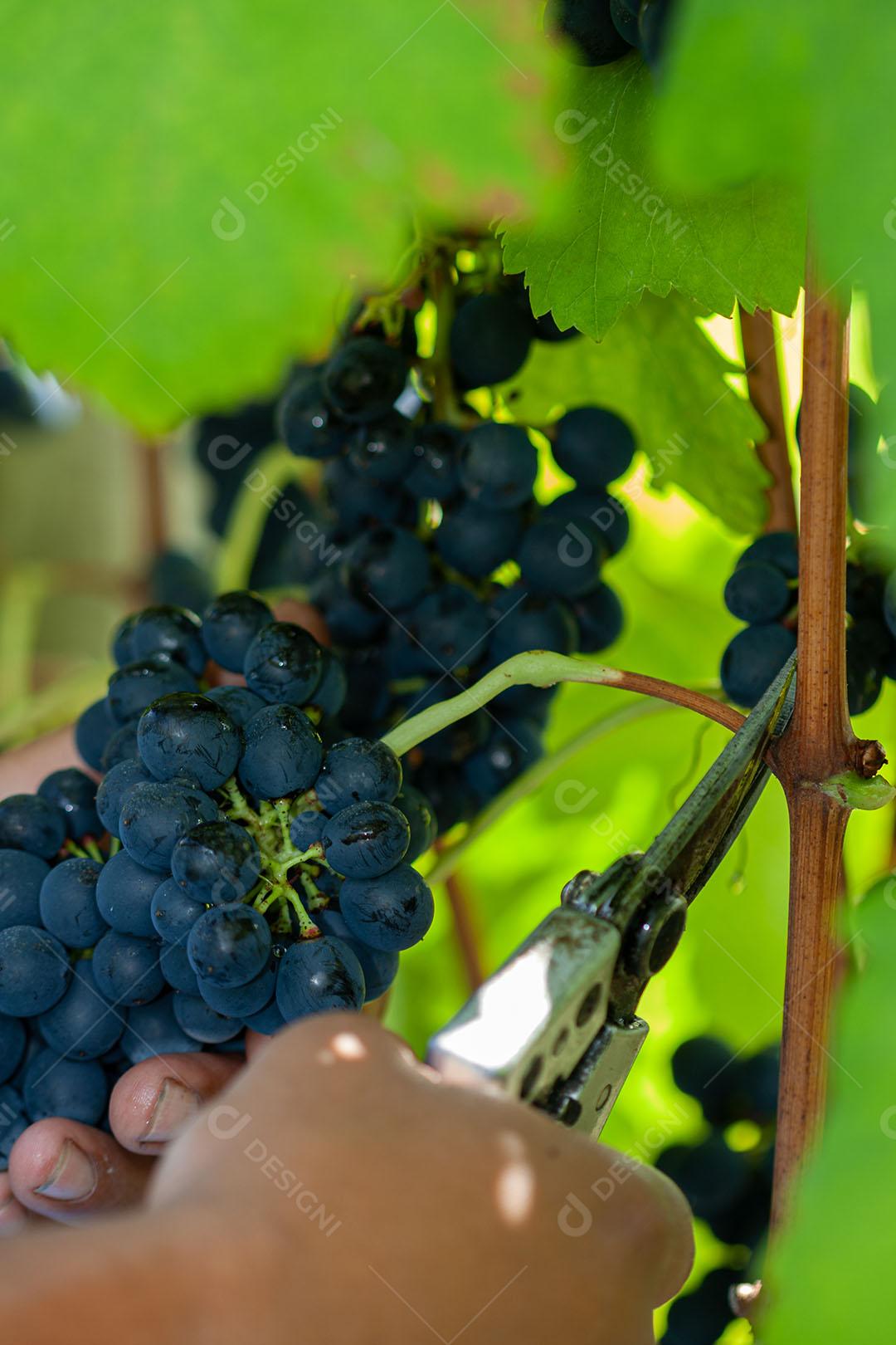 Colhendo Uvas Para Vinho Durante A Colheita Imagem JPG