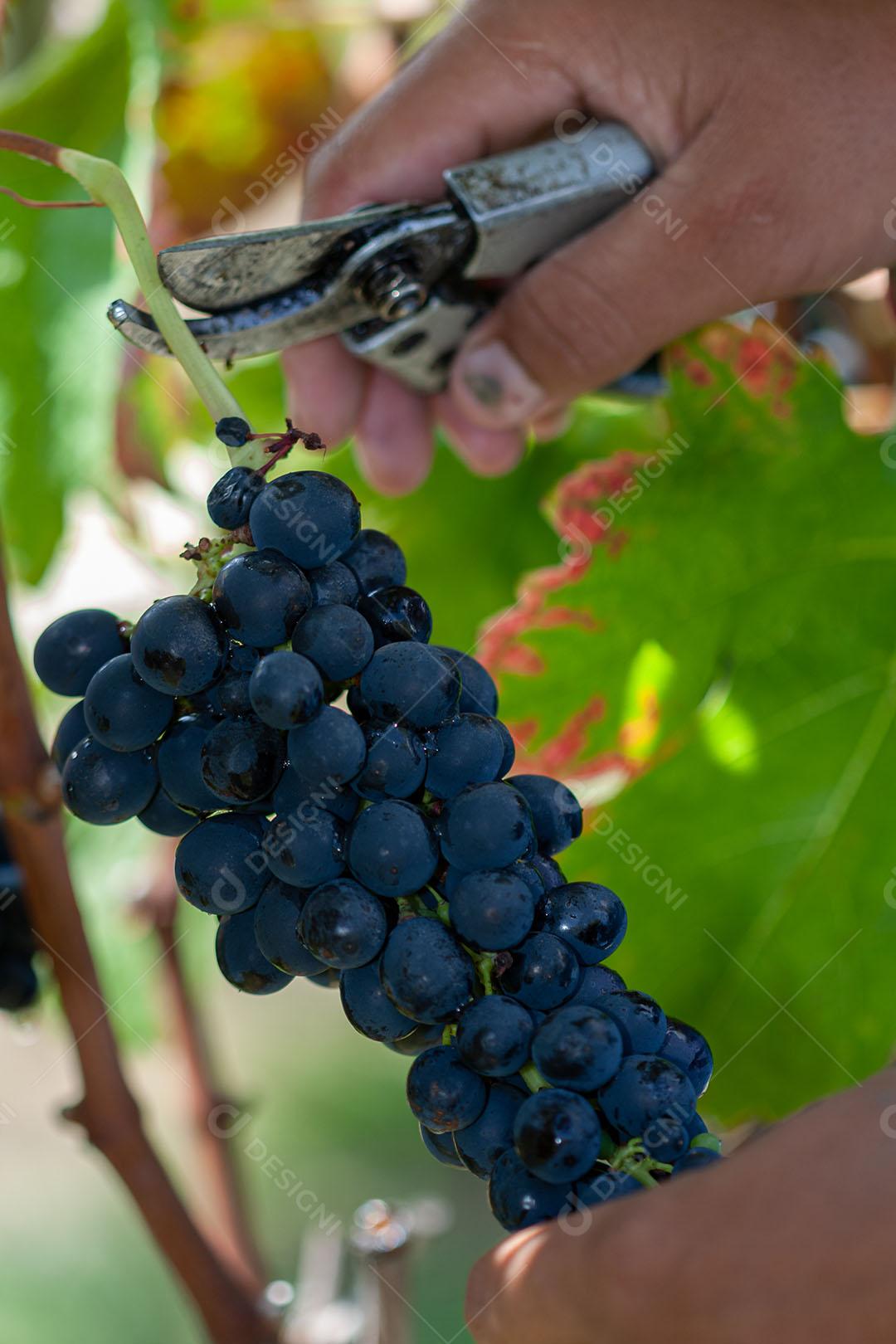 Colhendo Uvas Maduras  Para Vinho Imagem JPG