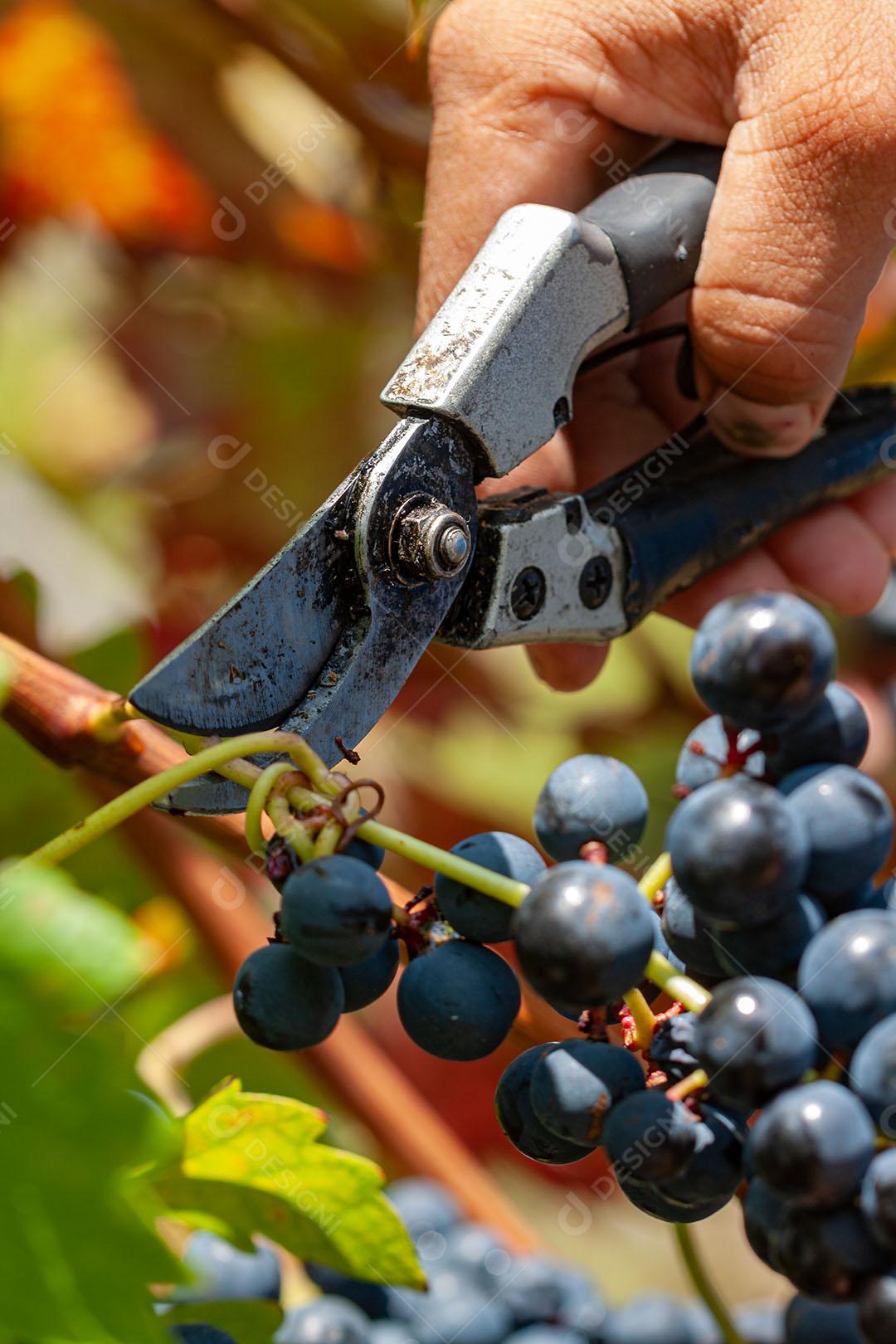 Colhendo Uvas Maduras Com Alicate Imagem JPG