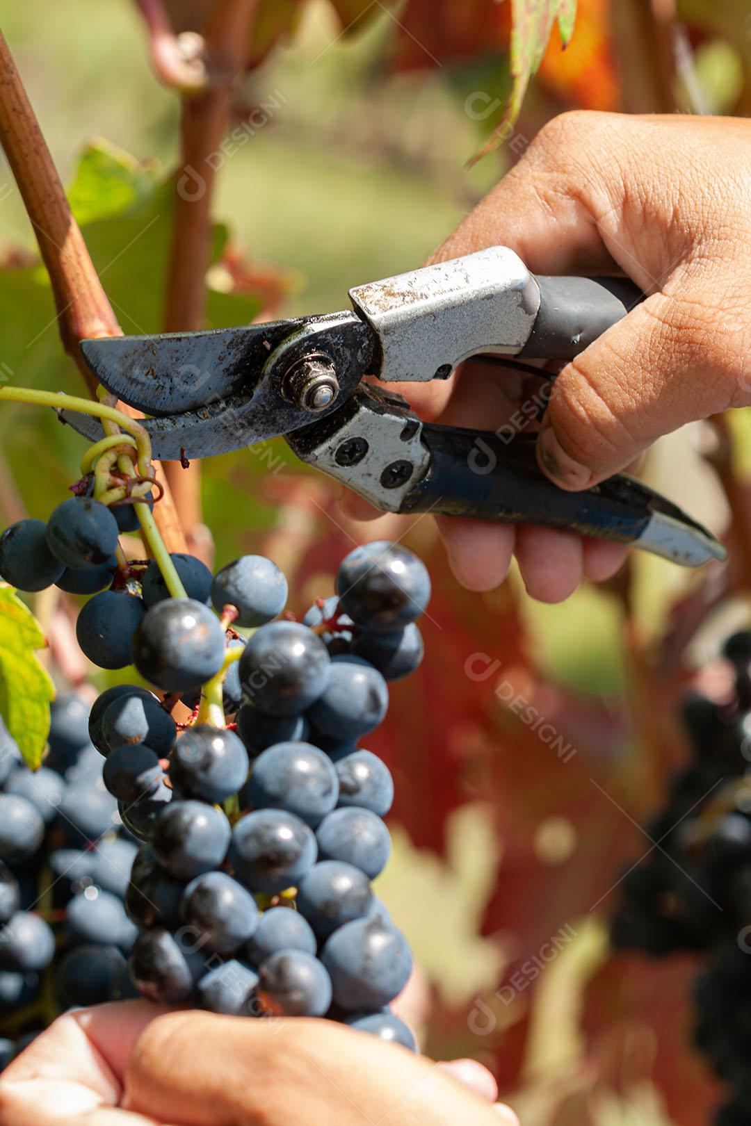 Colhendo Uvas Maduras Com Alicate Imagem JPG