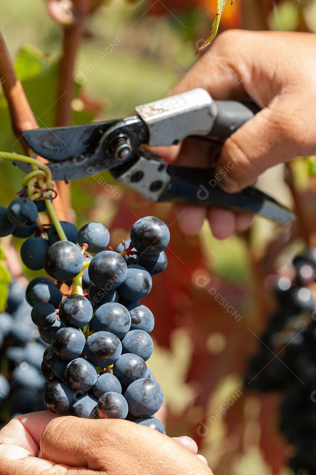 Colhendo Uvas Maduras Imagem JPG