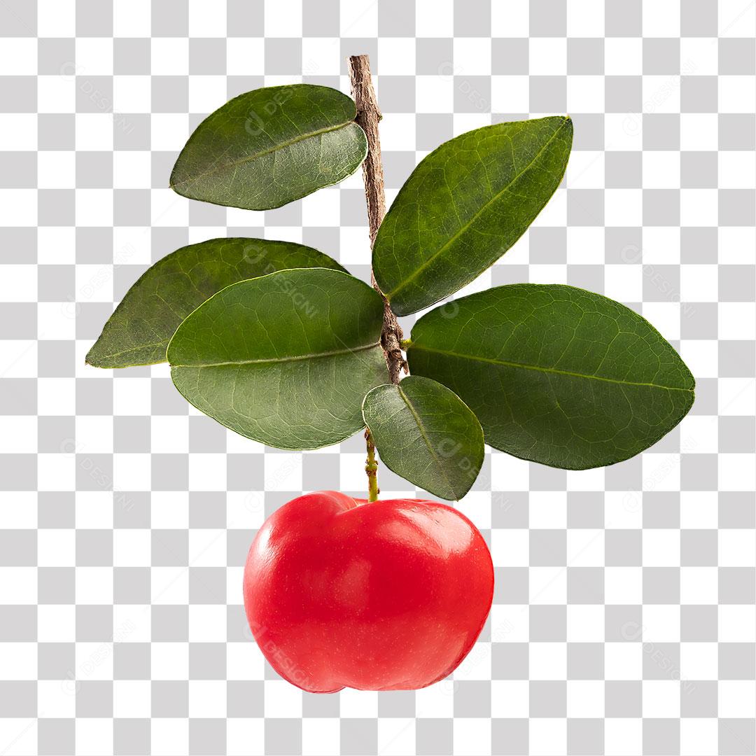 Galho de Acerola com Fruta Acerola PNG Transparente