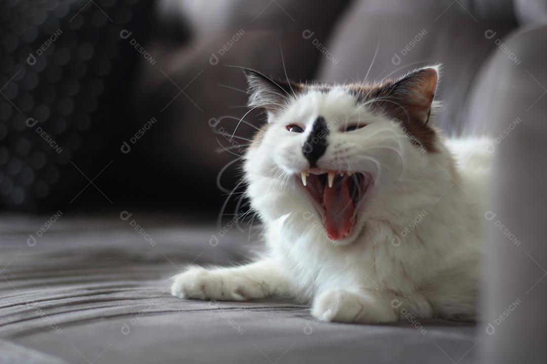 Gato Branco Rindo Com Fundo Cinza de Boca Aberta Imagem JPG