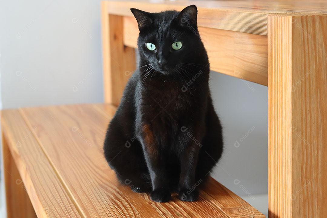 Gato Preto Olhando para Baixo Sobre Superfície de Madeira JPG