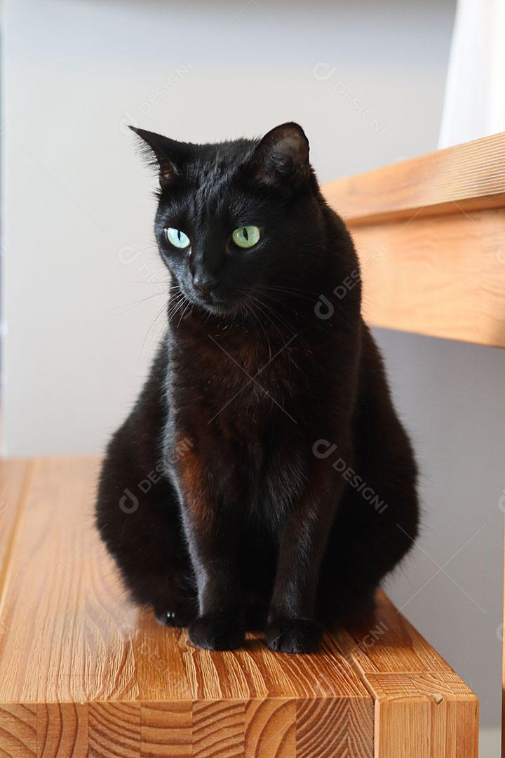 Gato Preto Olhando para Baixo Sobre Superfície de Madeira JPG