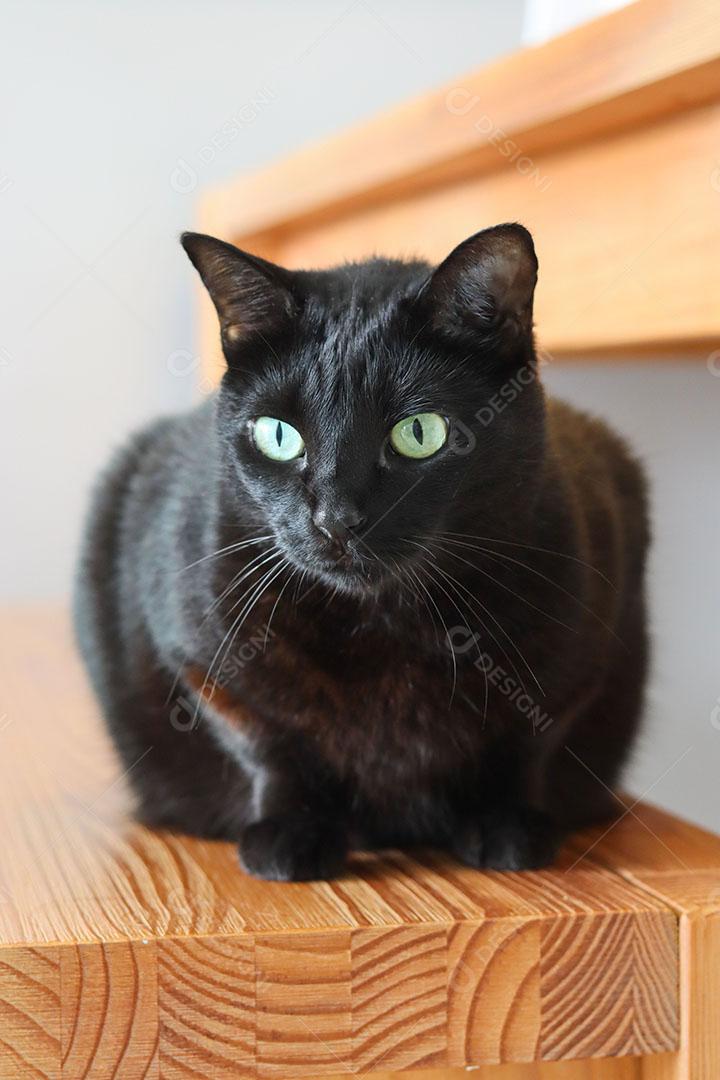 Gato Preto Olhando para Baixo Sobre Superfície de Madeira JPG