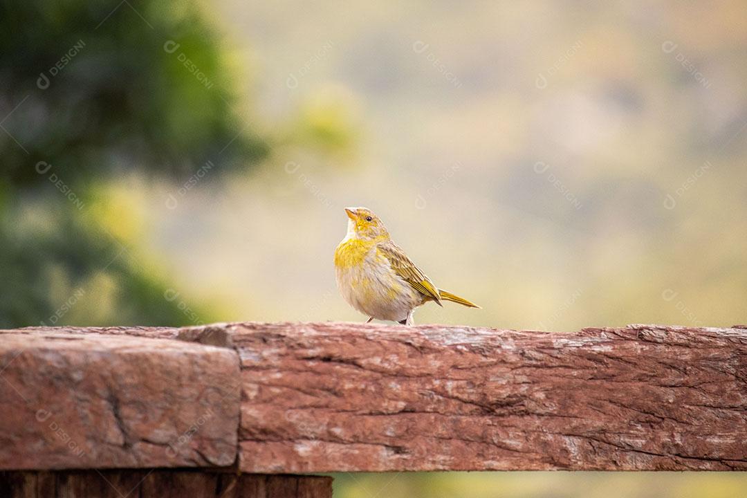 Canário da Terra - Sicalis flaveola Pássaro Amarelo JPG