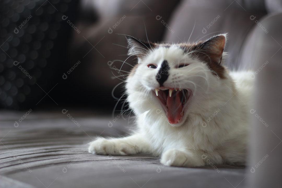 Gato branco Rindo com Fundo Cinza de Boca Aberta JPG