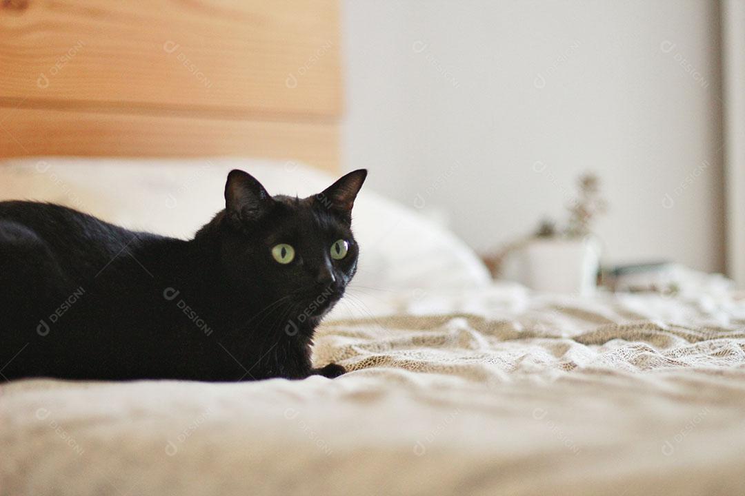 Gato Preto Deitado na Cama JPG
