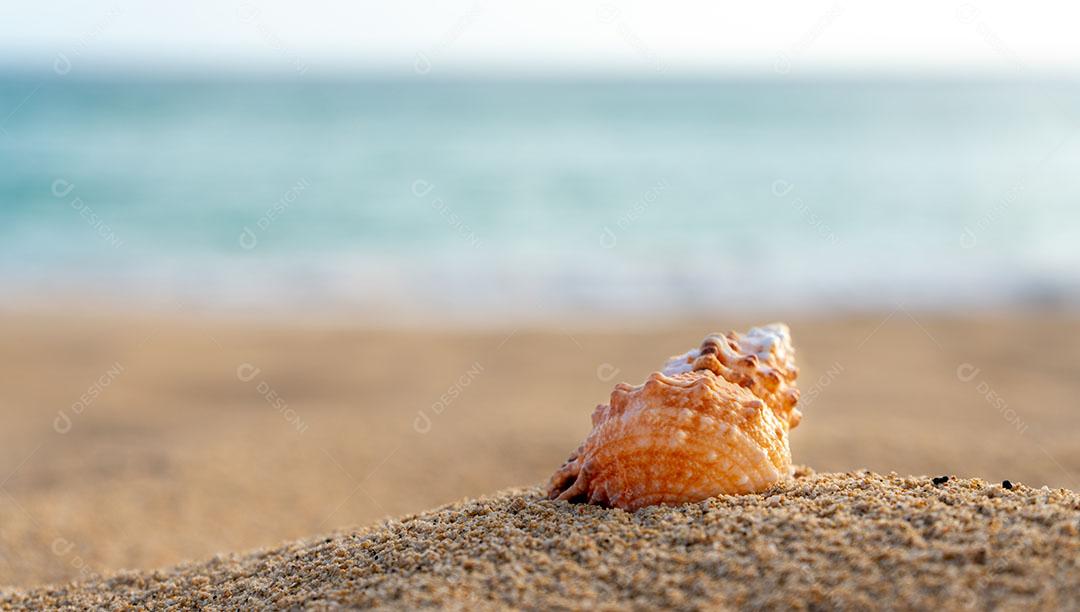 Concha do Mar na Areia da Praia Com Mar Turquesa Ao Fundo Imagem JPG