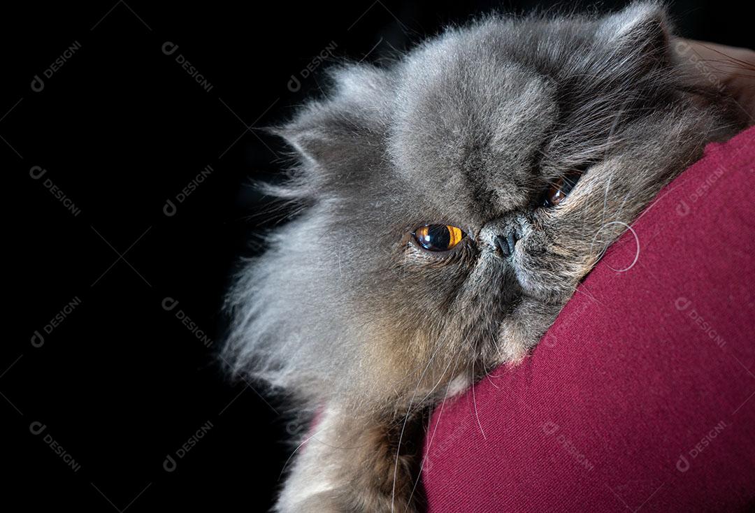 Gato Persa Enrolado Em Sua Pele e Olhando para a Câmera Imagem JPG