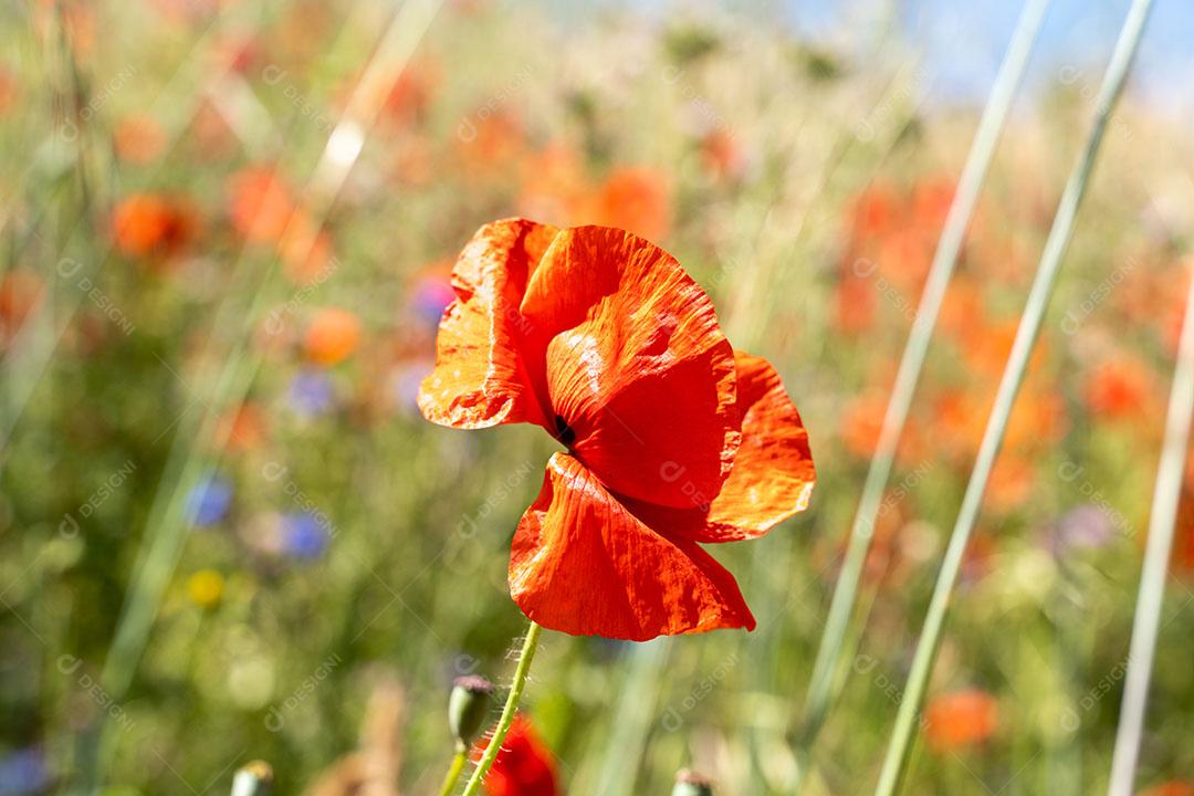 Campos De Papoilas Rurais Imagem JPG