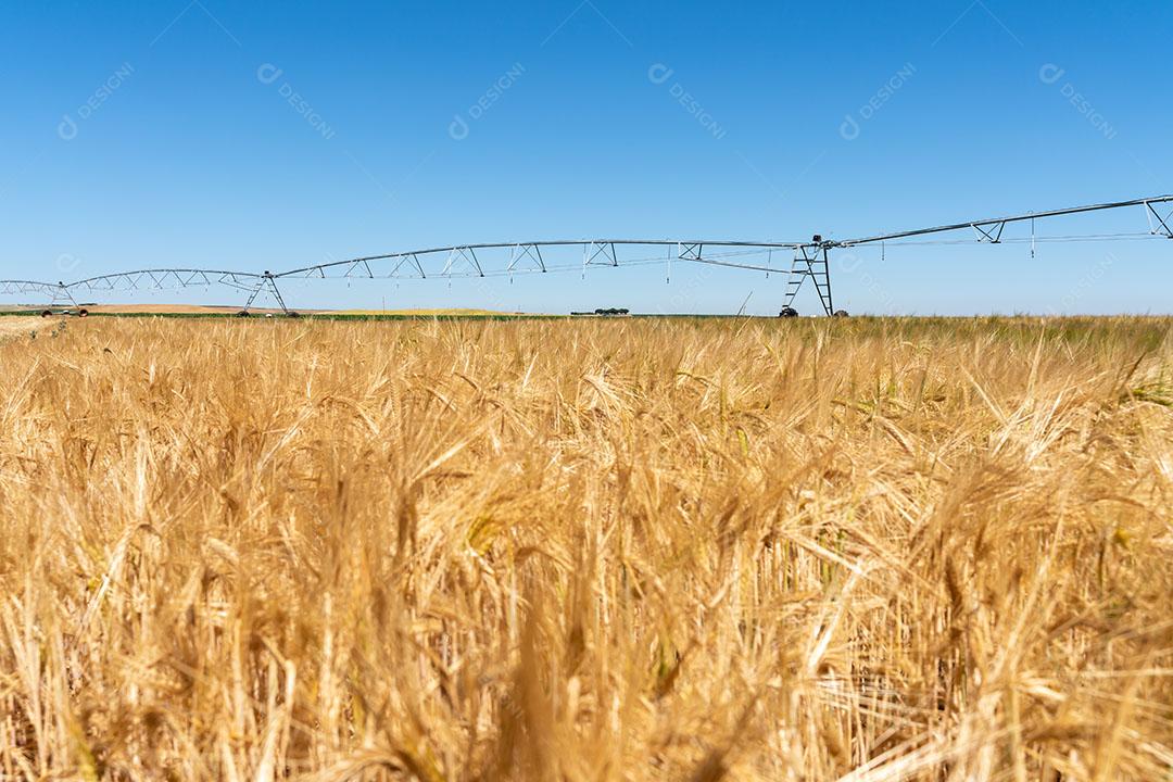 Campos De Trigo Imagem JPG