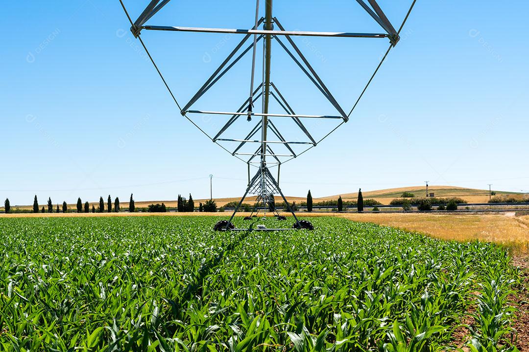 Plantação De Milho Imagem JPG