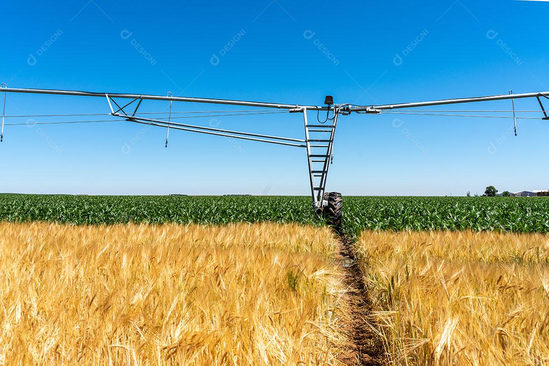 Campos De Trigo Imagem JPG