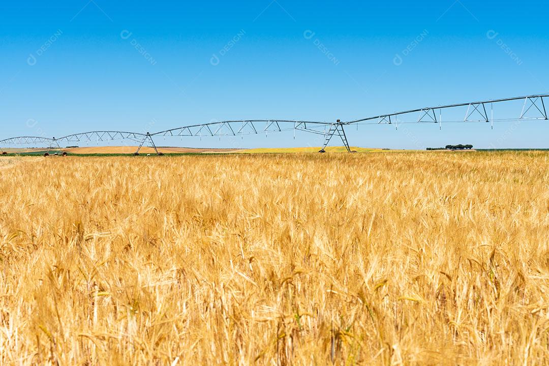 Campos De Trigo Imagem JPG