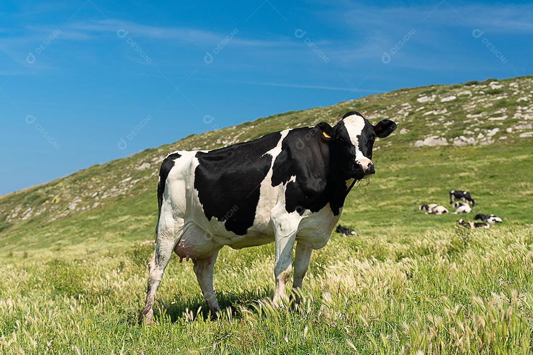 Vacas Em Pastos Verdes Na Montanha Imagem JPG