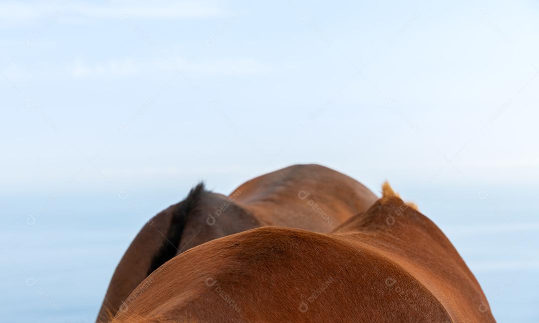 Costas De Dois Cavalos Lado A Lado Pastando Á Beira-Mar Imagem JPG