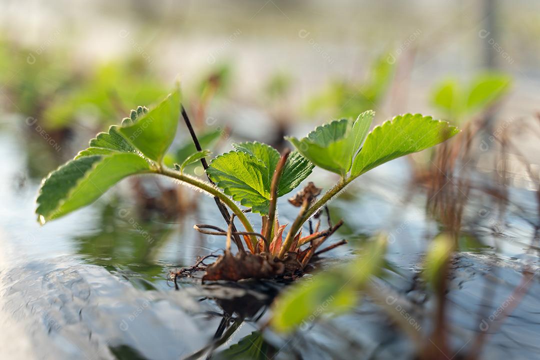 Pequena Planta Frutifera Medronheiro Imagem JPG