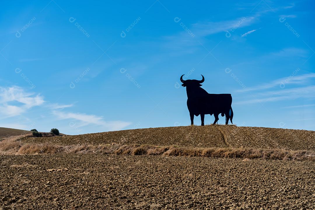 Touro Osborne No Meio Do Campo Imagem JPG