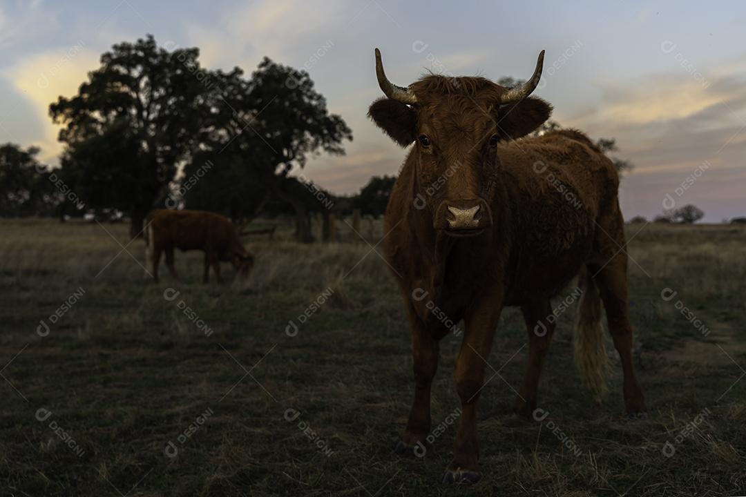 Vaca Retinta No Pasto Olhando Para A Câmera Imagem JPG