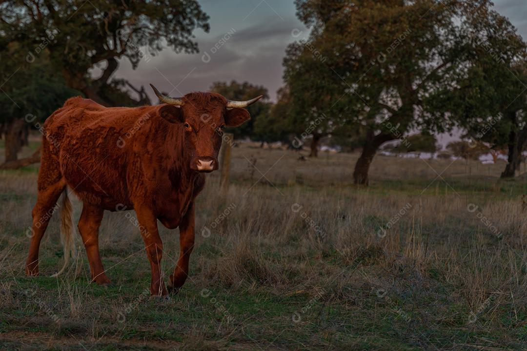 Vaca Retinta No Pasto Olhando Para A Câmera Imagem JPG