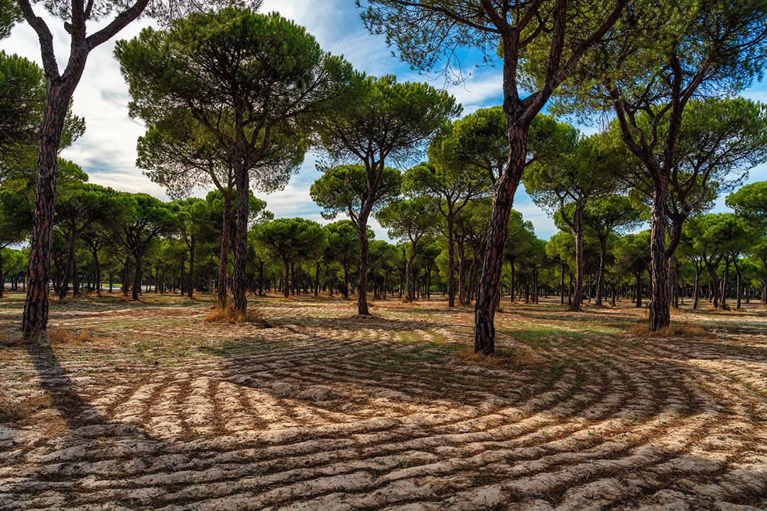 Floresta De Pinheiros Com Céu Azul Imagem JPG