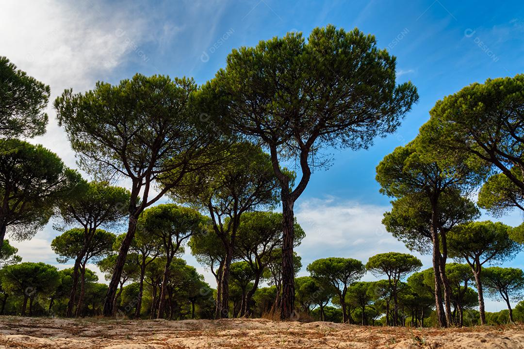Floresta De Pinheiros Com Céu Azul Imagem JPG