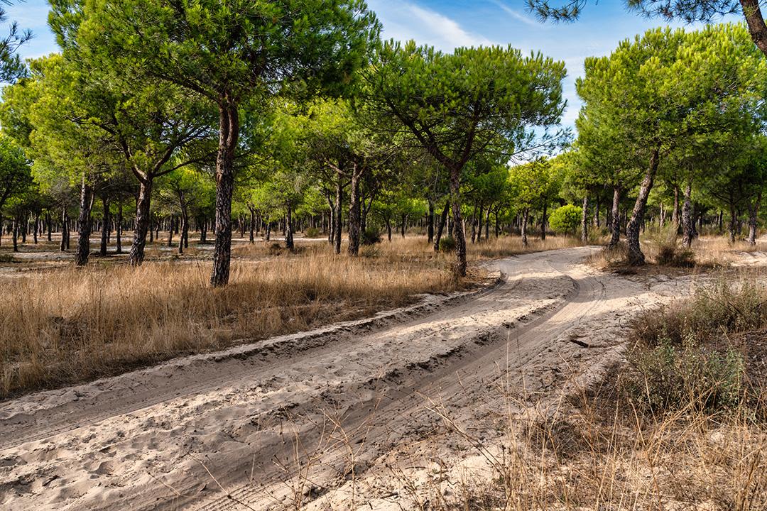 Floresta De Pinheiros Com Céu Azul Imagem JPG