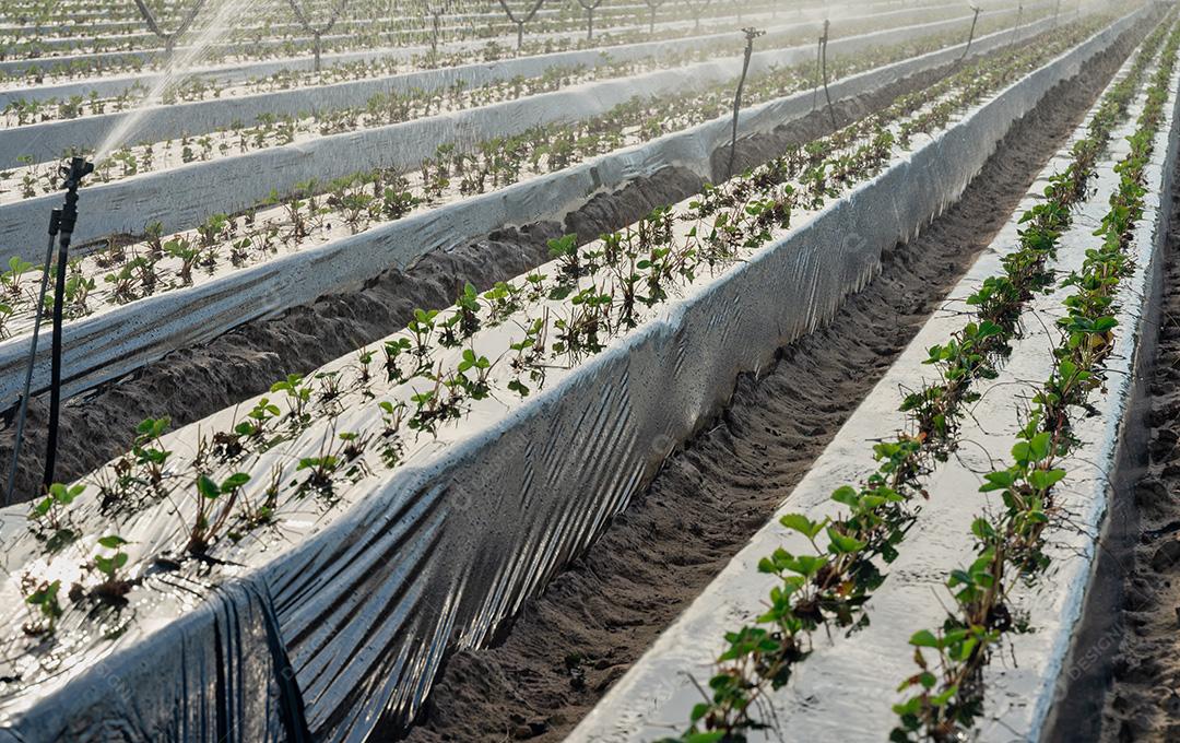 Pequeno Medronheiro Em Uma Estufa Imagem JPG