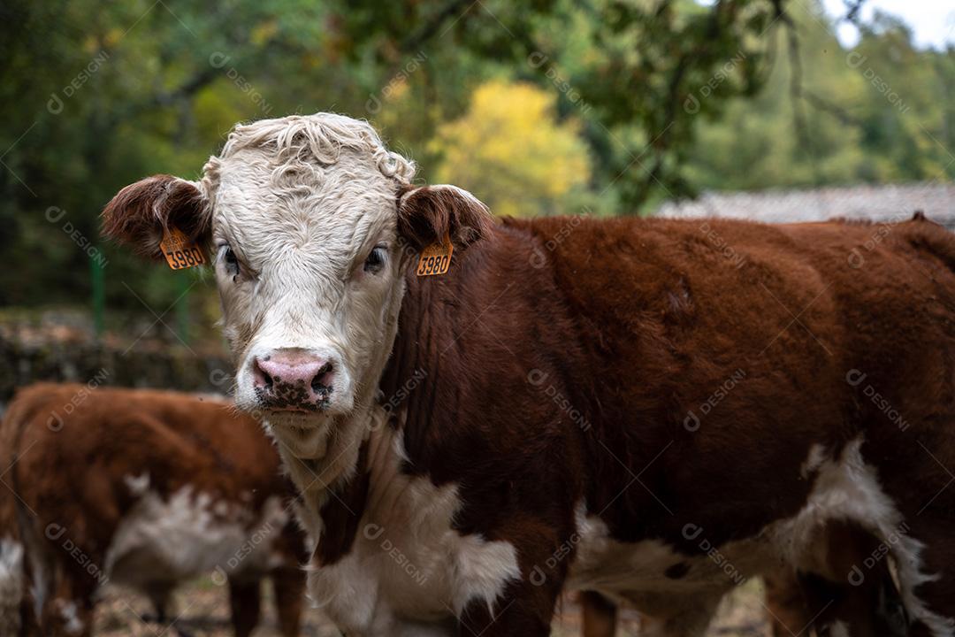Bezerros Charolês E Limusine Em Uma Fazenda Imagem JPG