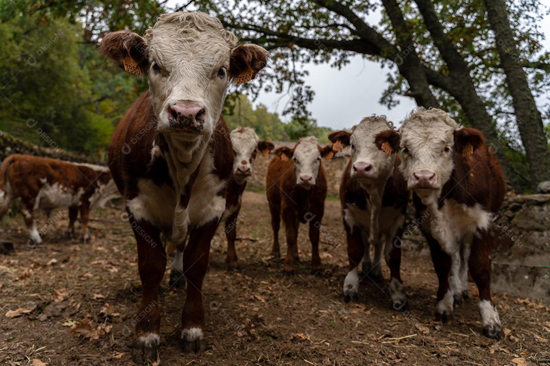 Bezerros Charolês Em Uma Fazenda Olhando Para Câmera Imagem JPG