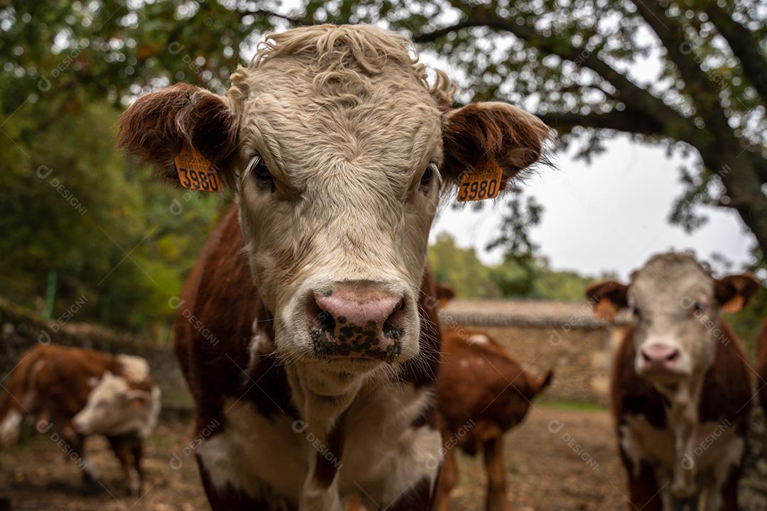 Bezerros Em Uma Fazenda Olhando Para Câmera Imagem JPG