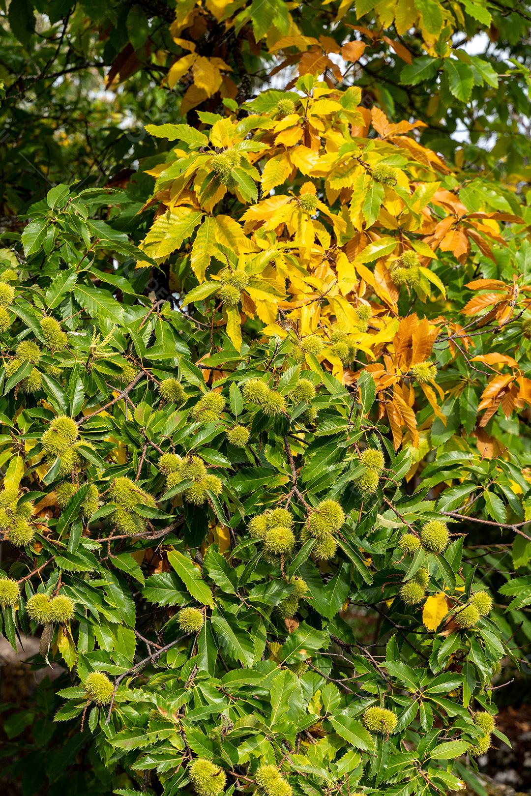 Castanheiros Com Castanhas Maduras Imagem JPG