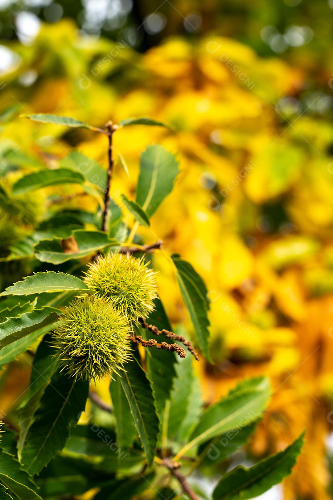 Castanheiros Com Castanhas Maduras Imagem JPG