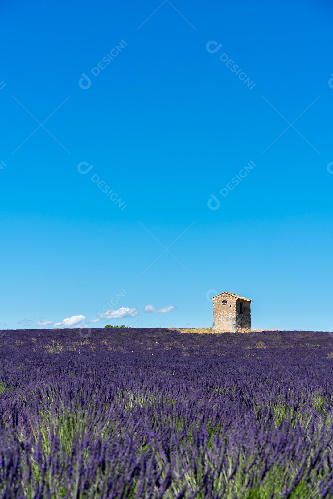Campo De Lavanda Com Casa No Meio Imagem JPG
