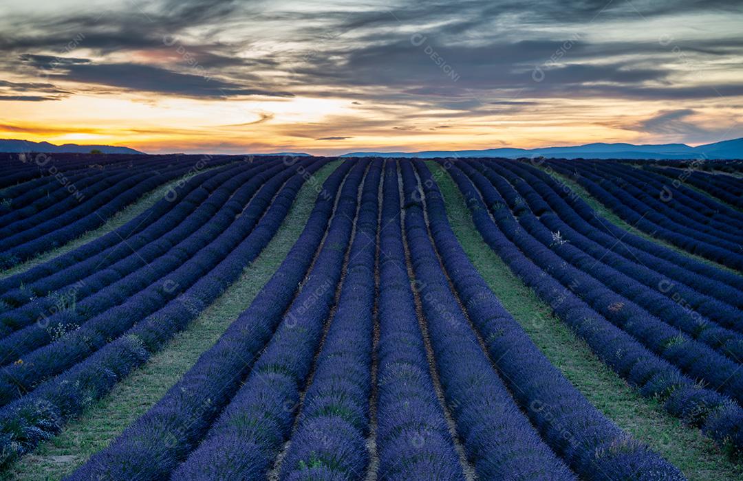 Pôr Do Sol Em Um Campo De Lavanda Imagem JPG