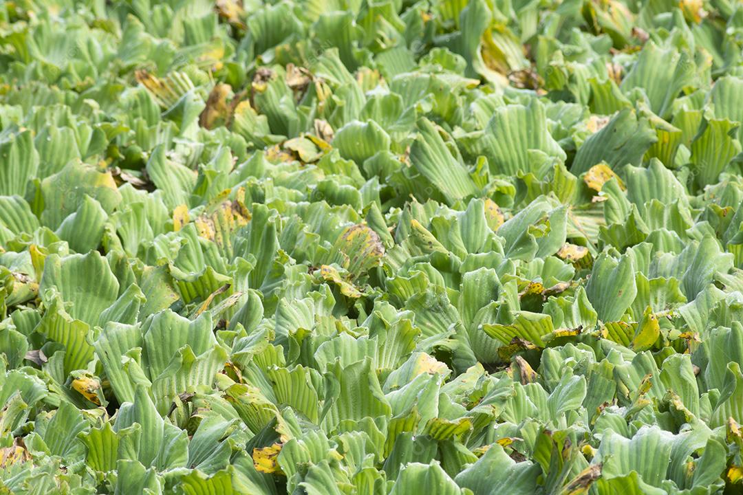 Lago Cheio de Plantas Flutuantes. Cenário das Plantas Imagens jpg