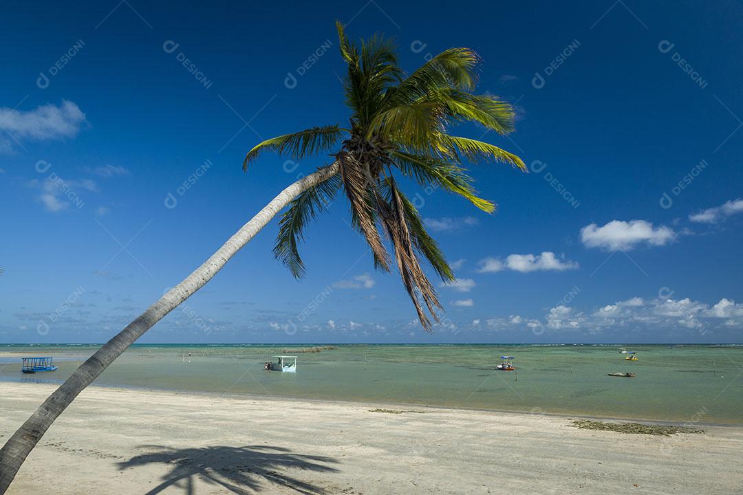 Praia De São Miguel Dos Milagres Com Pé De Coqueiro Imagem JPG