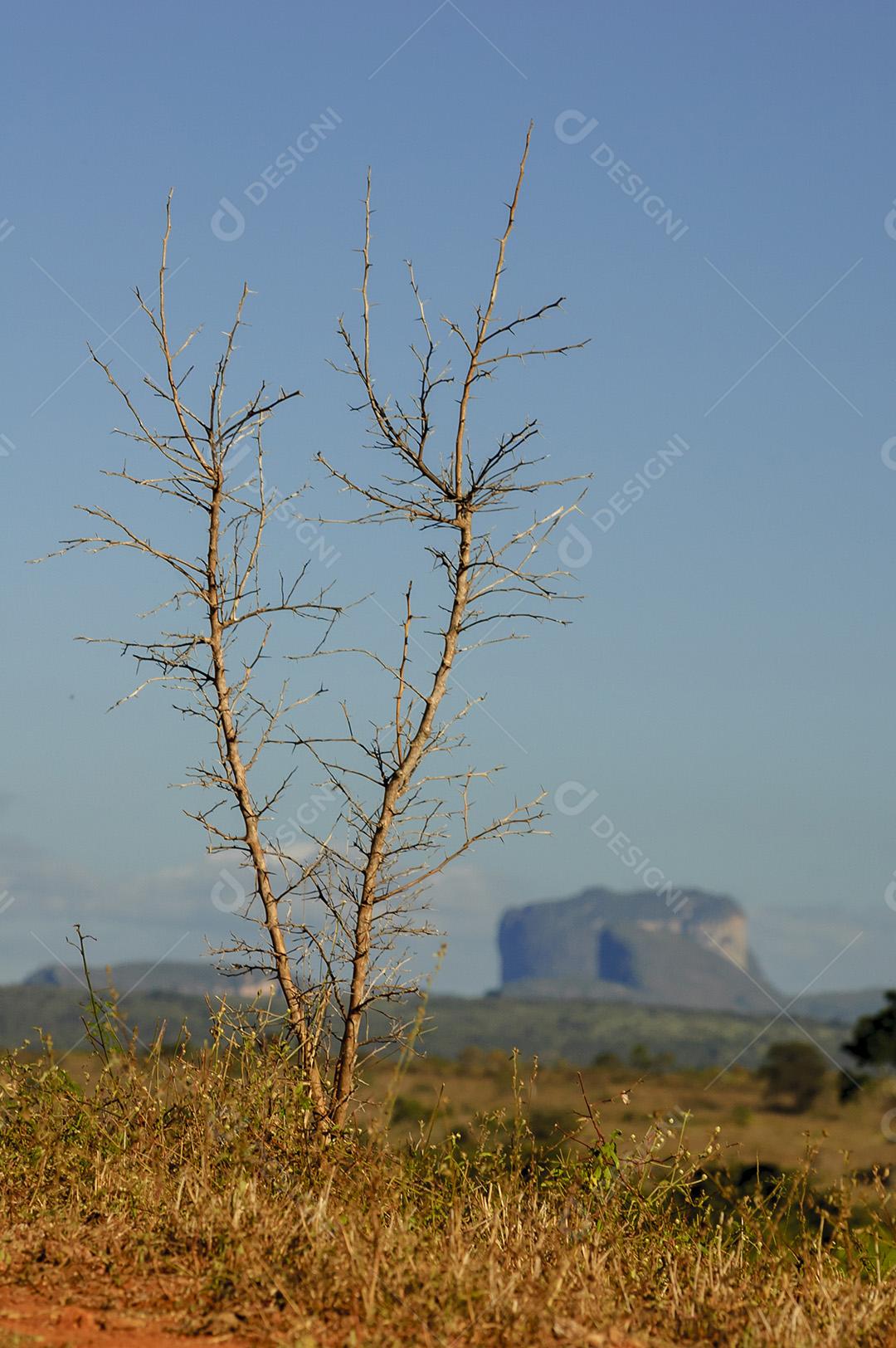Planta Seca No Parque Nacional Da Chapada Diamantina Imagem JPG