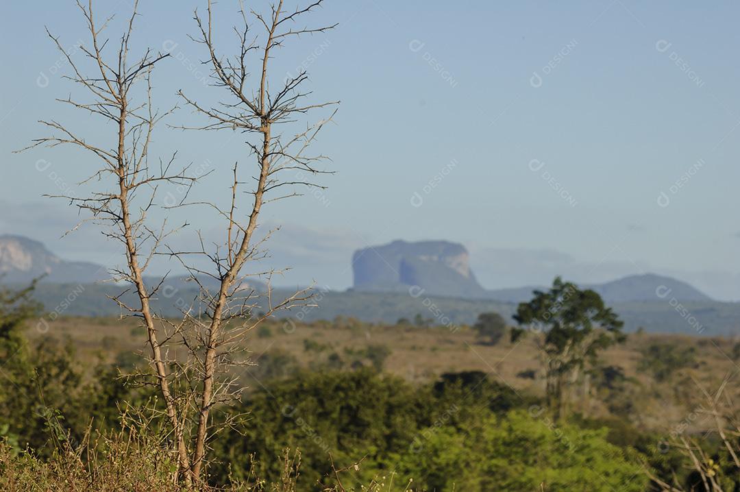 Planta Seca No Parque Nacional Da Chapada Diamantina Imagem JPG