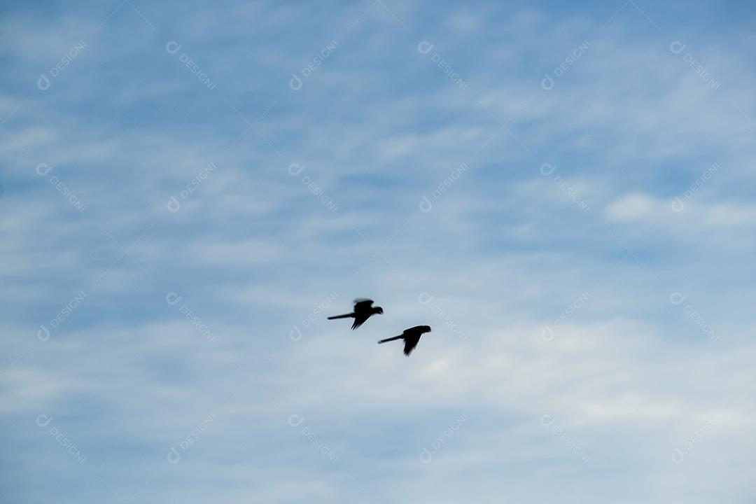 Aves No Pantanal De Mato Grosso Imagem JPG